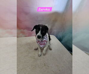 Mutt Dogs for adoption in Metairie, LA, USA