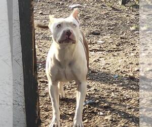 American Staffordshire Terrier-Unknown Mix Dogs for adoption in San Antonio, TX, USA