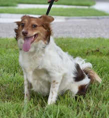 Jack-A-Ranian Dogs for adoption in Sanford, FL, USA