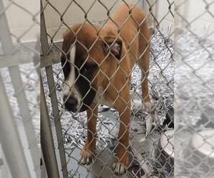 Saint Bernard-Unknown Mix Dogs for adoption in Anchorage, AK, USA