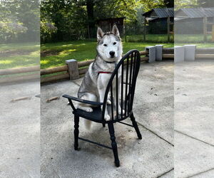 Siberian Husky Dogs for adoption in Randleman , NM, USA