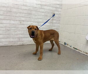 Chinese Shar-Pei Dogs for adoption in San Bernardino, CA, USA