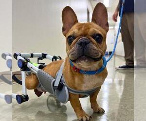 French Bulldog-Unknown Mix Dogs for adoption in San Antonio, TX, USA