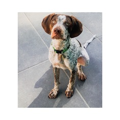 Medium Photo #1 Pointer-Unknown Mix Puppy For Sale in Richmond, VA, USA
