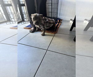 Bulldog-Unknown Mix Dogs for adoption in Miami, FL, USA