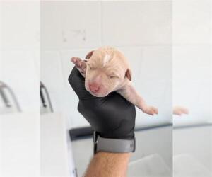 Labrador Retriever-Unknown Mix Dogs for adoption in Corpus Christi, TX, USA