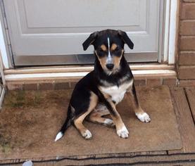 Collie-Unknown Mix Dogs for adoption in Fond du Lac, WI, USA