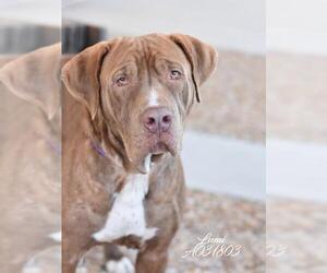 Muscle Mastiff Dogs for adoption in The Woodlands, TX, USA