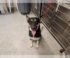 German Shepherd Dog-Unknown Mix Dogs for adoption in Houston, TX, USA