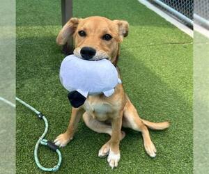 German Shepherd Dog-Unknown Mix Dogs for adoption in Grand Prairie, TX, USA