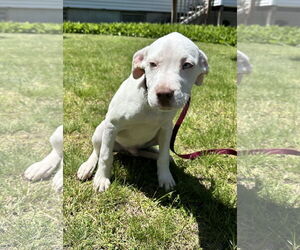 Catahoula Leopard Dog-Unknown Mix Dogs for adoption in Sterling, MA, USA