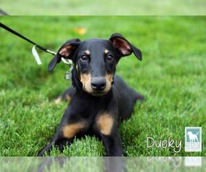 Doberman Pinscher-Unknown Mix Dogs for adoption in Carlsbad, CA, USA