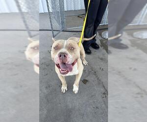 American Pit Bull Terrier Dogs for adoption in Bakersfield, CA, USA