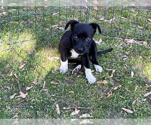 American Pit Bull Terrier-Unknown Mix Dogs for adoption in Tulsa, OK, USA