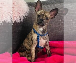 French Bulldog-Unknown Mix Dogs for adoption in Tampa, FL, USA