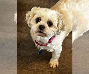Shih Tzu Dogs for adoption in Sioux Falls, SD, USA