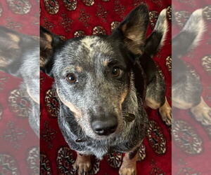 Mutt Dogs for adoption in Garden City, NY, USA