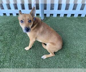 Carolina Dog-Unknown Mix Dogs for adoption in Modesto, CA, USA