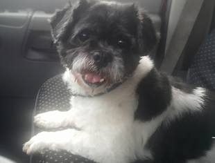 Shih Tzu Dogs for adoption in Smithfield, PA, USA