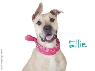 American Pit Bull Terrier-Unknown Mix Dogs for adoption in Sacramento, CA, USA