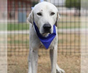 Great Pyrenees-Unknown Mix Dogs for adoption in San Antonio, TX, USA