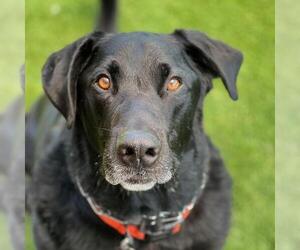 Labrador Retriever-Unknown Mix Dogs for adoption in San Diego, CA, USA