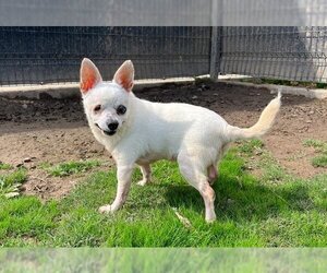 Chihuahua Dogs for adoption in Orange, CA, USA