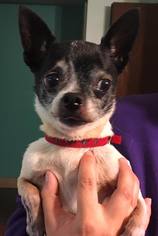 Chihuahua Dogs for adoption in Clarkston, MI, USA