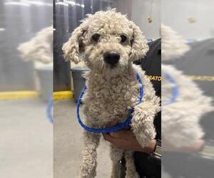 Poodle (Miniature) Dogs for adoption in Camarillo, CA, USA
