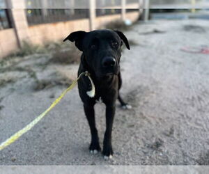 Labrador Retriever-Unknown Mix Dogs for adoption in HESPERIA, CA, USA