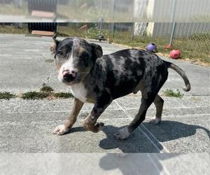 Catahoula Leopard Dog-Unknown Mix Dogs for adoption in McKinleyville, CA, USA