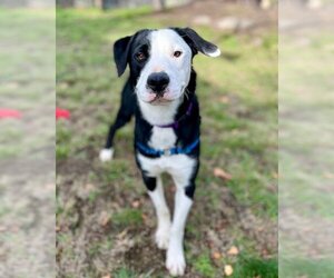 American Pit Bull Terrier-Border Collie Mix Dogs for adoption in Petaluma, CA, USA