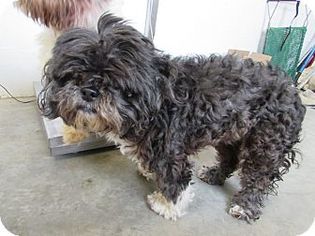 Shih Tzu Dogs for adoption in Beverly Hills, CA, USA