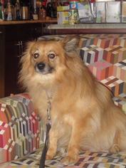 Pomeranian Dogs for adoption in Battle Ground, WA, USA