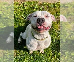 Mutt Dogs for adoption in Akron, OH, USA