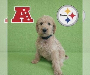 Poodle (Standard)-Unknown Mix Dogs for adoption in New Oxford , PA, USA