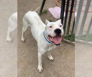 Dogo Argentino-Unknown Mix Dogs for adoption in Riverside, CA, USA