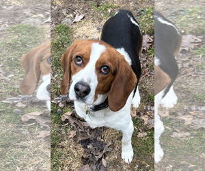 Beagle-Unknown Mix Dogs for adoption in Clarkston, MI, USA