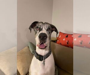 Great Dane Dogs for adoption in Bullard, TX, USA