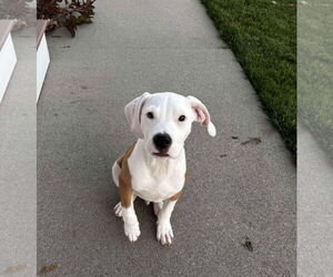 American Pit Bull Terrier-Unknown Mix Dogs for adoption in pomfret, CT, USA