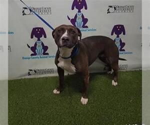 American Pit Bull Terrier Dogs for adoption in Orlando, FL, USA