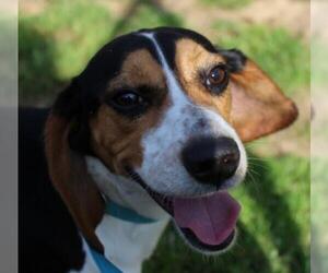 Beagle Dogs for adoption in Wetumpka, AL, USA