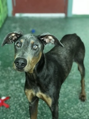 Doberman Pinscher Dogs for adoption in Rohnert Park, CA, USA