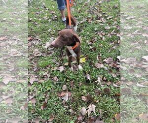 Mutt Dogs for adoption in Sparta, TN, USA