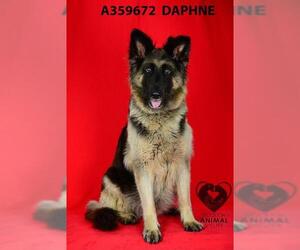 German Shepherd Dog Dogs for adoption in Stockton, CA, USA