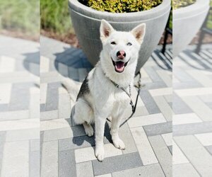 Siberian Husky Dogs for adoption in Van Nuys, CA, USA