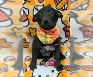 Collie-Unknown Mix Dogs for adoption in SHERBURNE, NY, USA