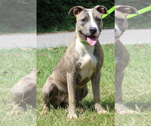 American Pit Bull Terrier Dogs for adoption in Prattville, AL, USA