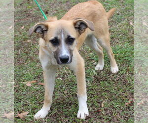 Mutt Dogs for adoption in Prattville, AL, USA