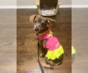 Chiweenie Dogs for adoption in Thibodaux, LA, USA